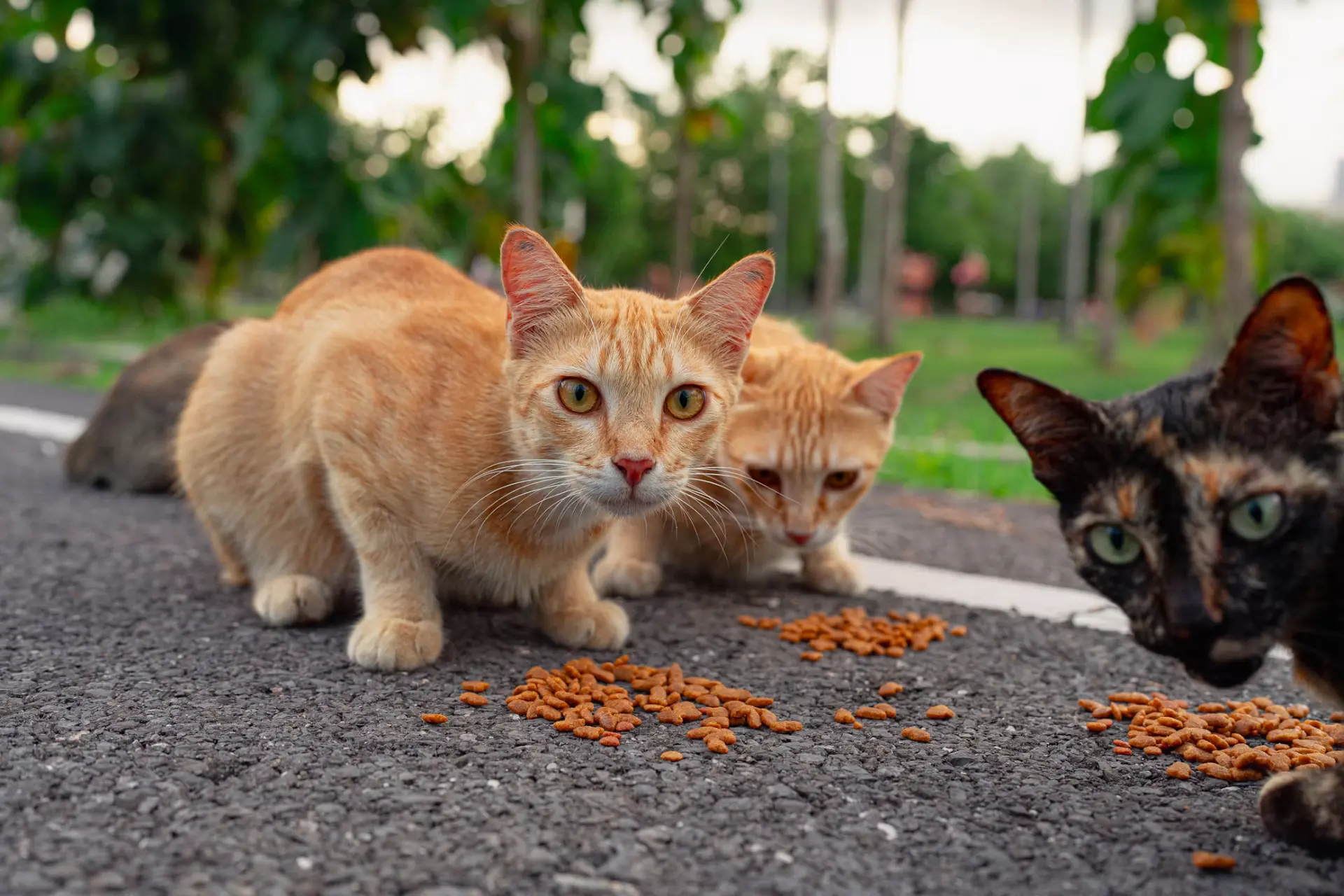 Cats eating outdoors, including an orange tabby and a tortoiseshell